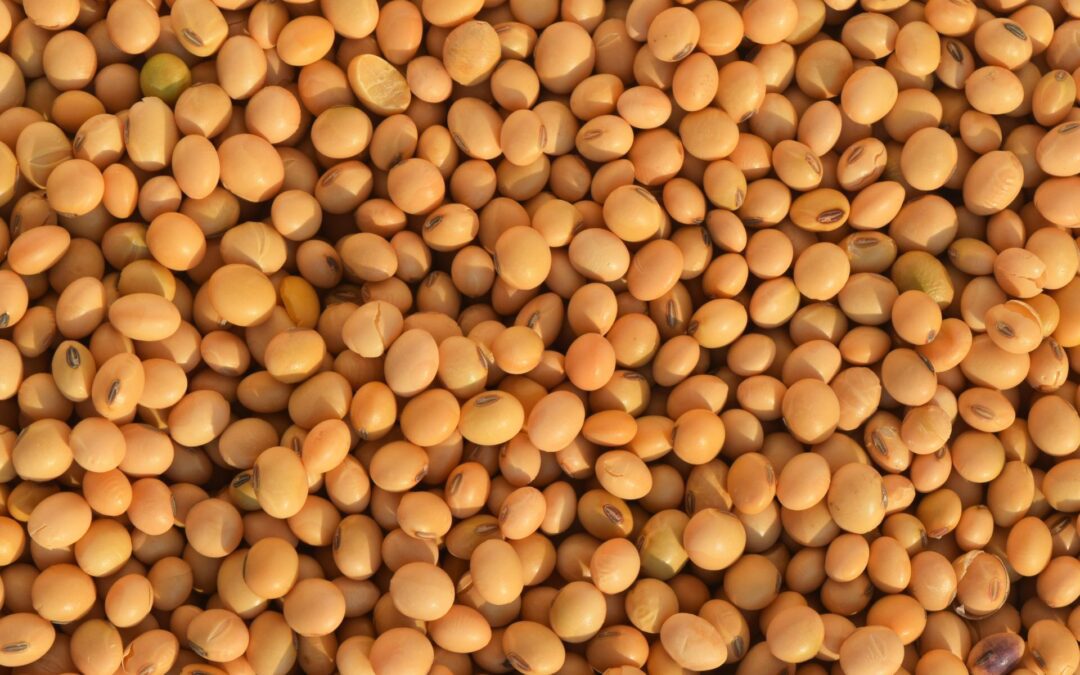 Soybeans News