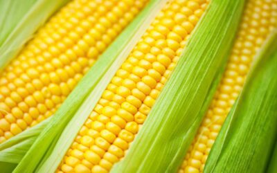 GOVERNMENT AGENCIES TO PROCURE MAIZE AT MSP