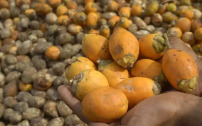 MYANMAR TO EXPORT 200 TONS OF ARECANUT MONTHLY TO INDIA