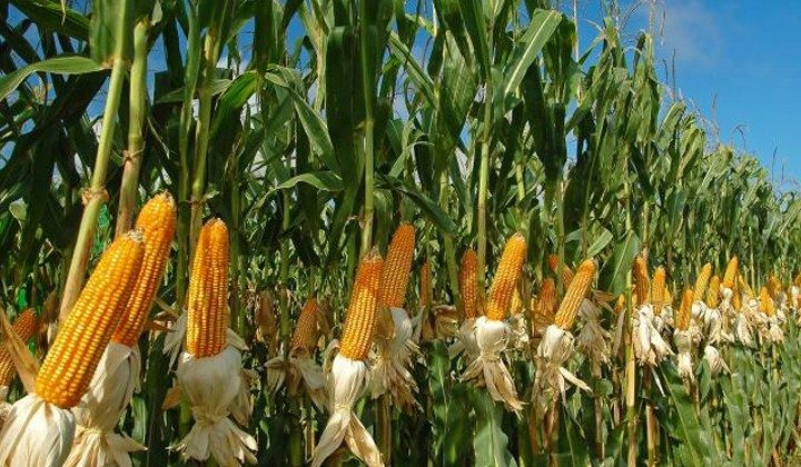 MAIZE PRICES EXPECTED TO REMAIN STRONG IN INDIA